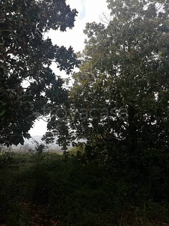 immagine annuncio 4 di 8