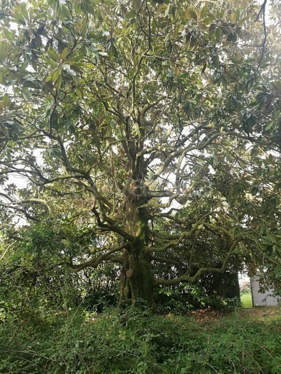 immagine annuncio 6 di 8