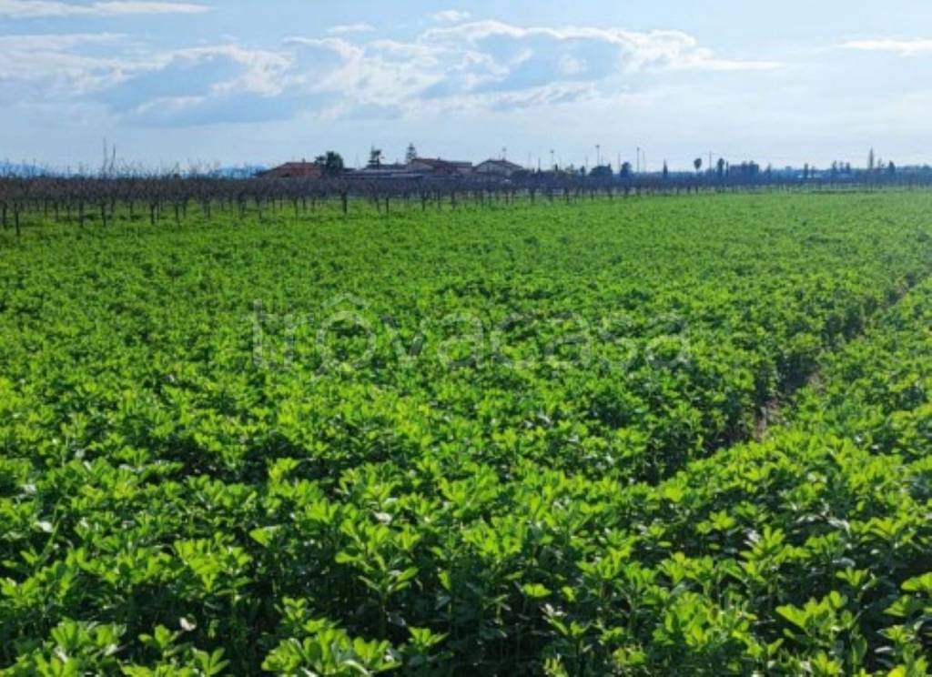 immagine annuncio 4 di 12