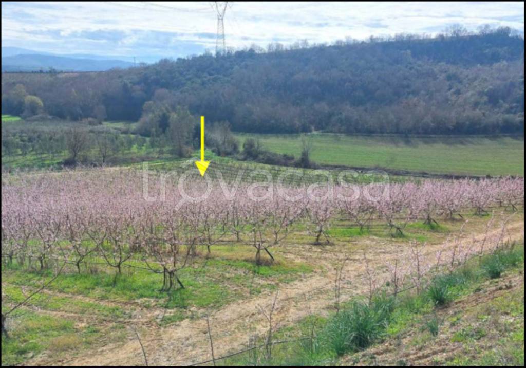 immagine annuncio 12 di 14