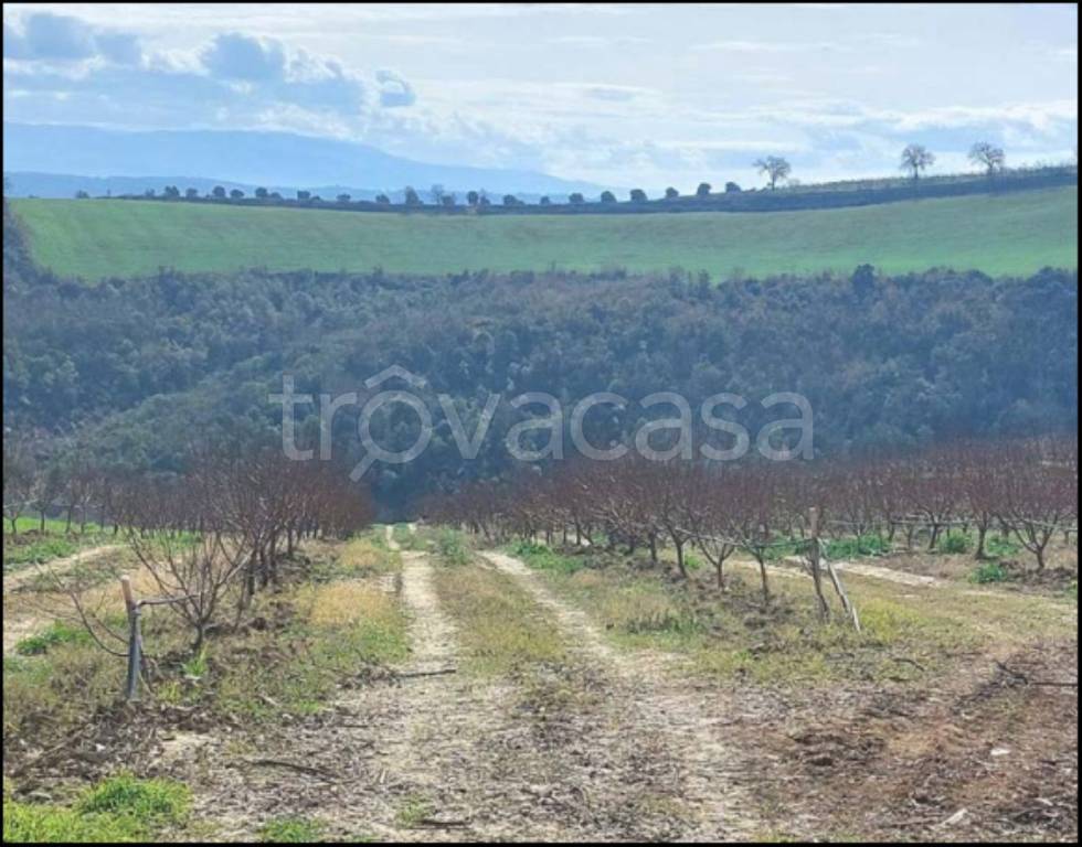 immagine annuncio 8 di 14