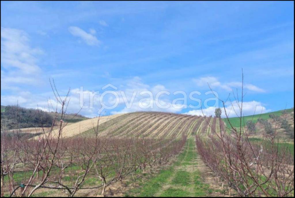 immagine annuncio 11 di 14