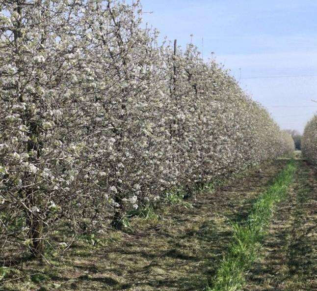 immagine annuncio 4 di 8