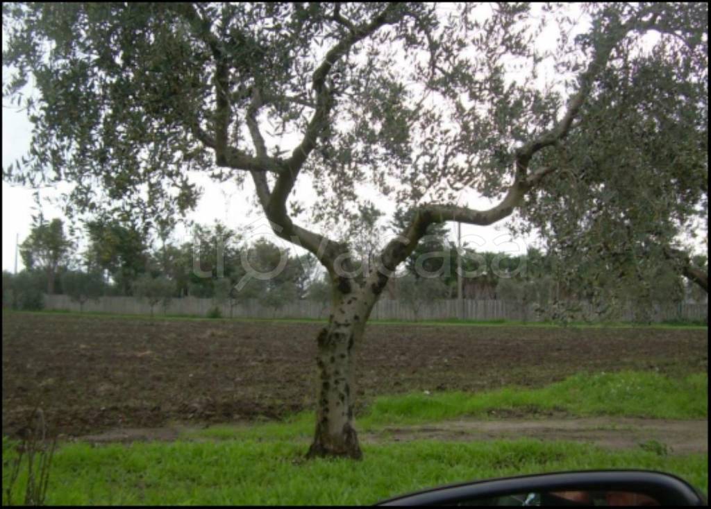 immagine annuncio 3 di 12