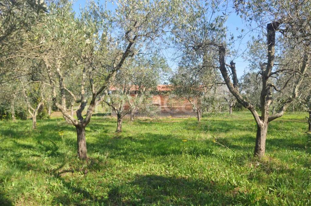 immagine annuncio 7 di 12