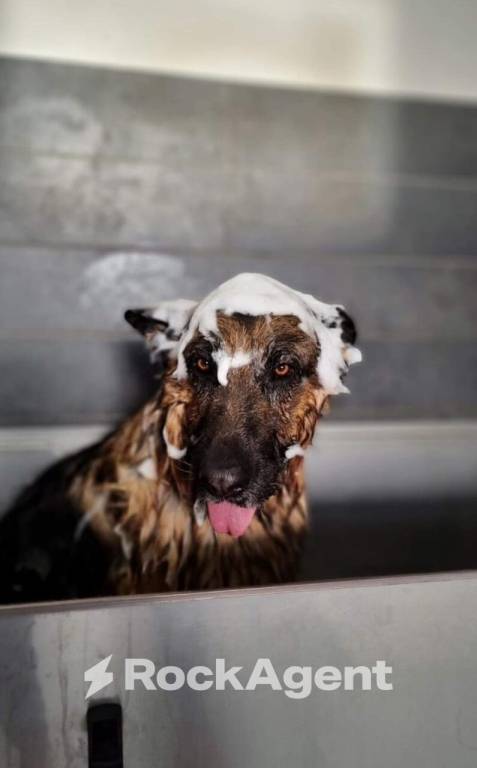 immagine annuncio 3 di 8