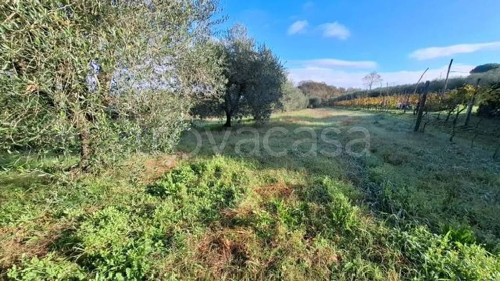 immagine annuncio 2 di 9