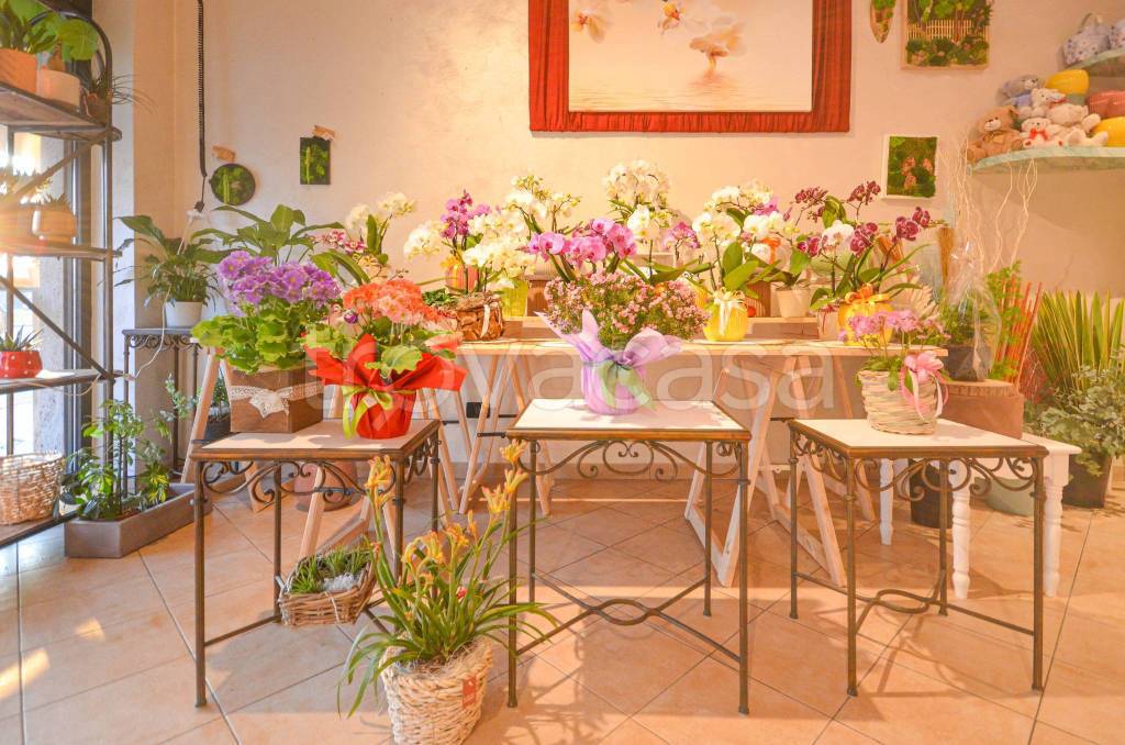 immagine annuncio 4 di 14