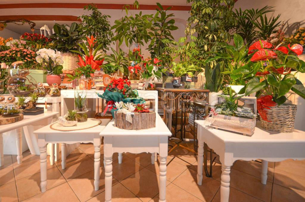 immagine annuncio 10 di 14