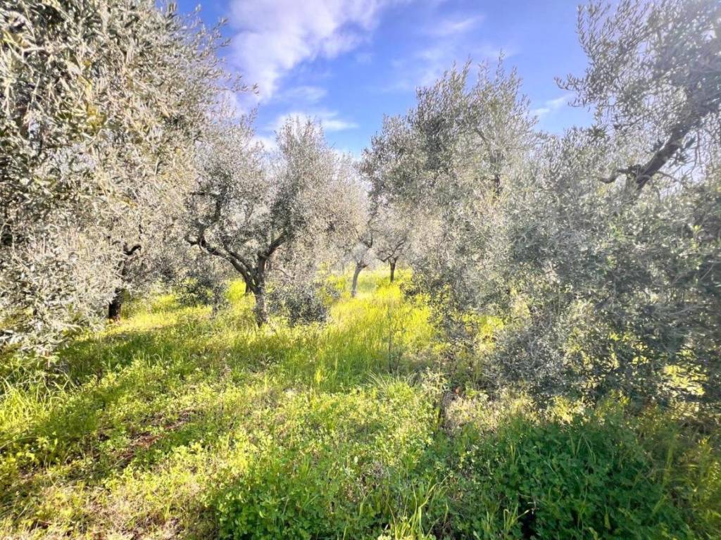 immagine annuncio 1 di 9