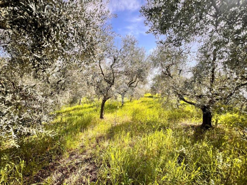 immagine annuncio 5 di 9