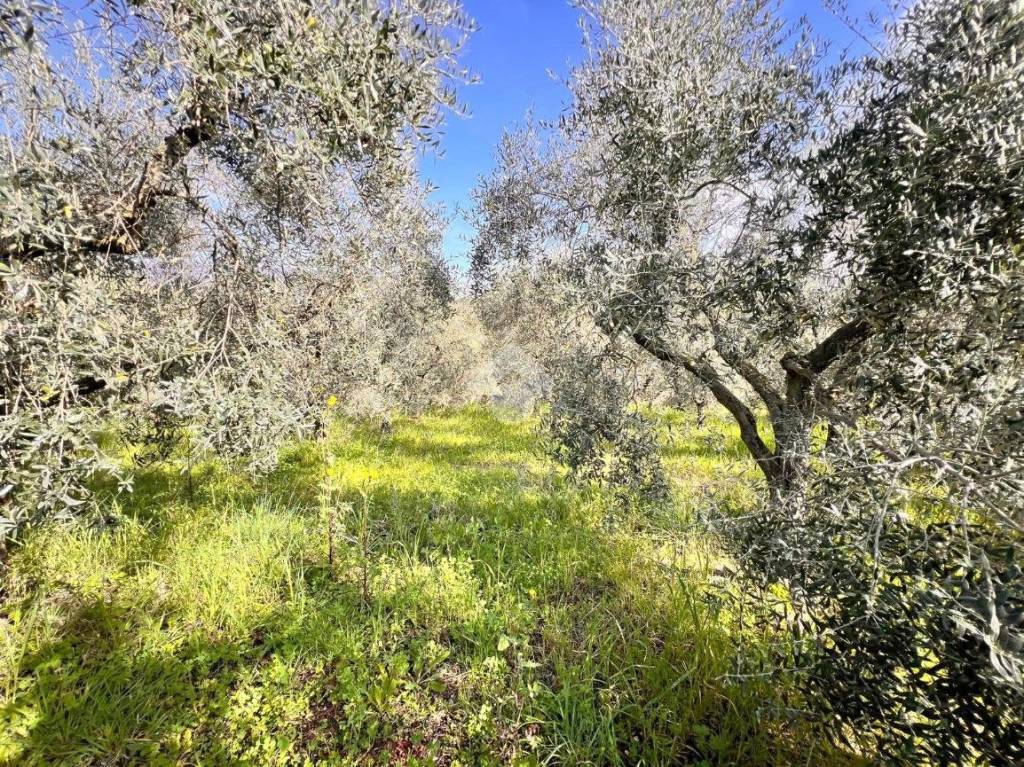 immagine annuncio 6 di 9