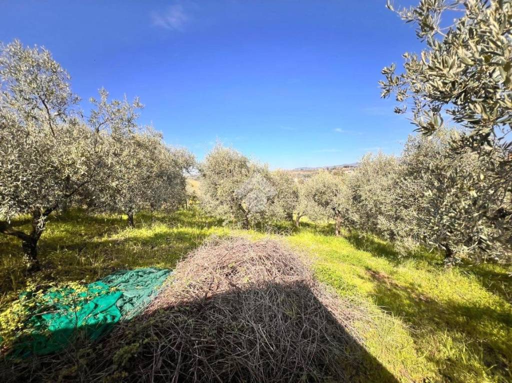 immagine annuncio 7 di 9