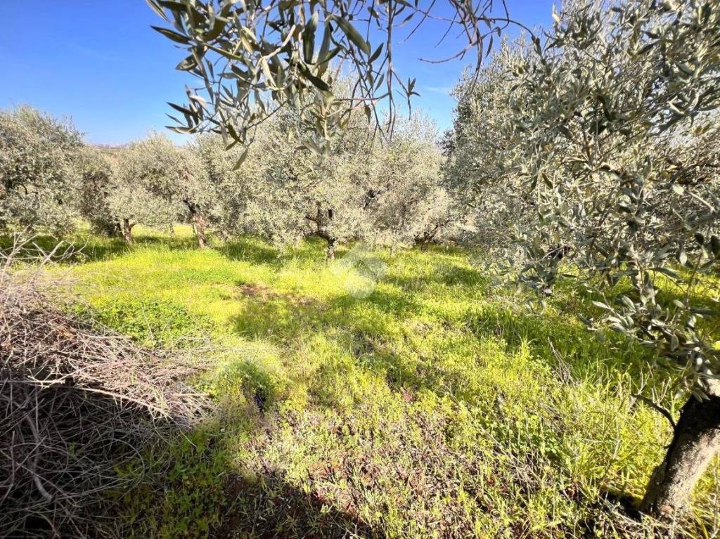 immagine annuncio 8 di 9