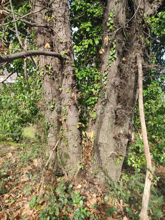 immagine annuncio 7 di 14