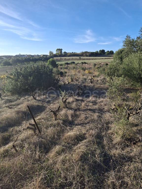 immagine annuncio 5 di 14