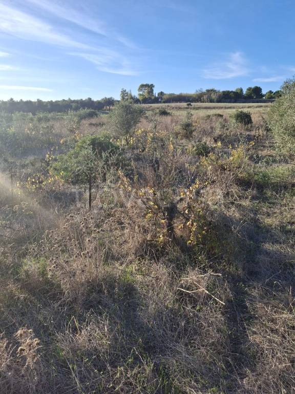 immagine annuncio 6 di 14