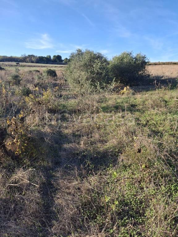 immagine annuncio 7 di 14