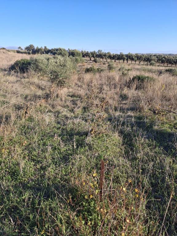 immagine annuncio 8 di 14