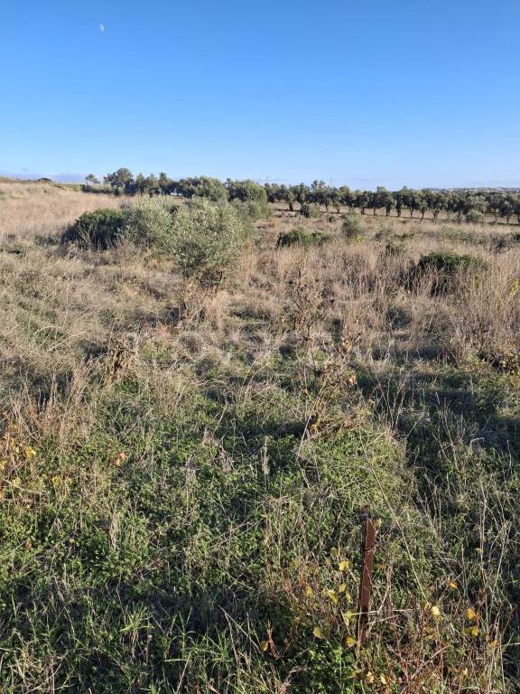 immagine annuncio 10 di 14