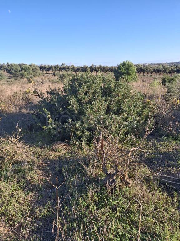 immagine annuncio 13 di 14