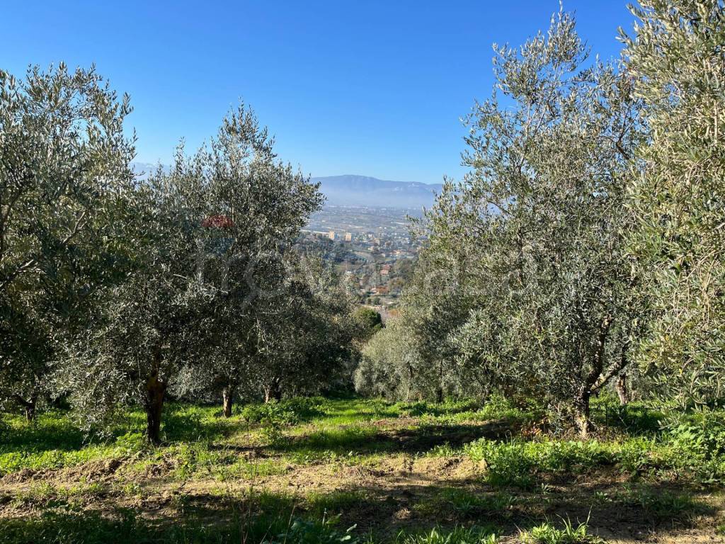 immagine annuncio 7 di 11