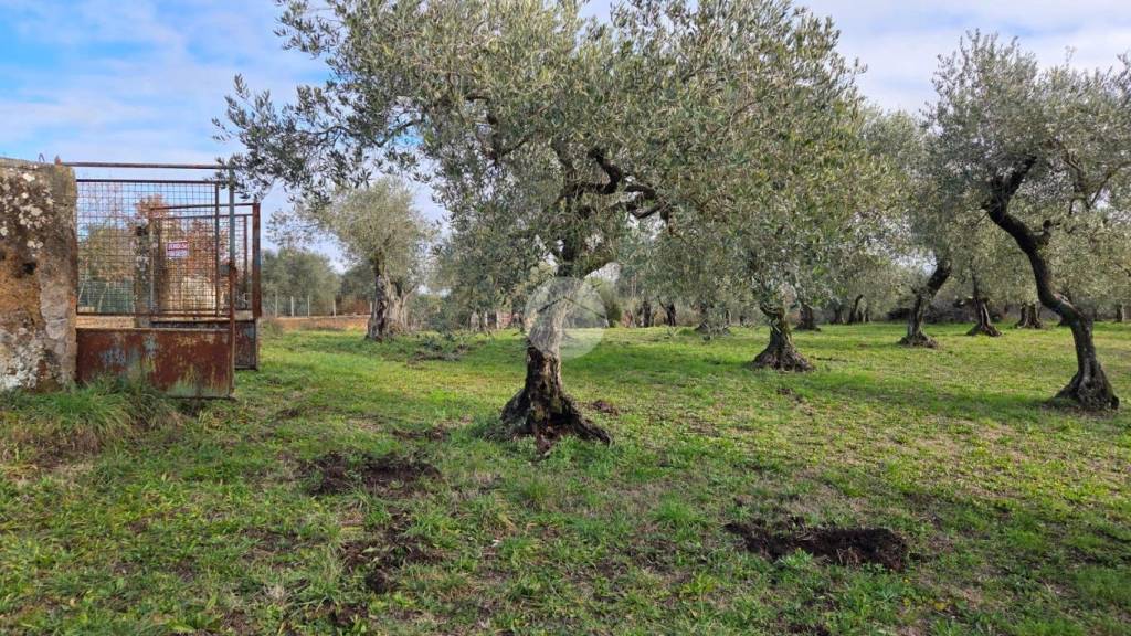 immagine annuncio 5 di 13