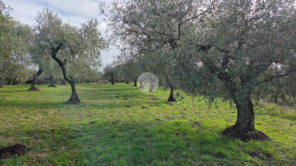 immagine annuncio 6 di 13