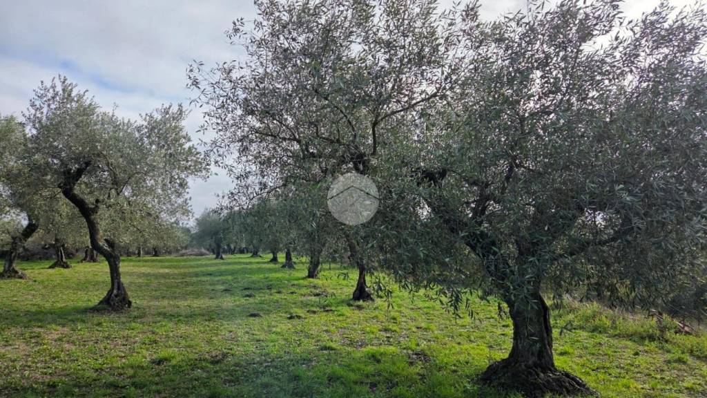 immagine annuncio 7 di 13