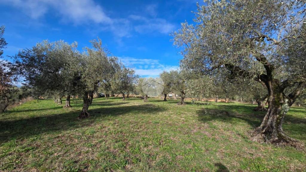 immagine annuncio 8 di 13