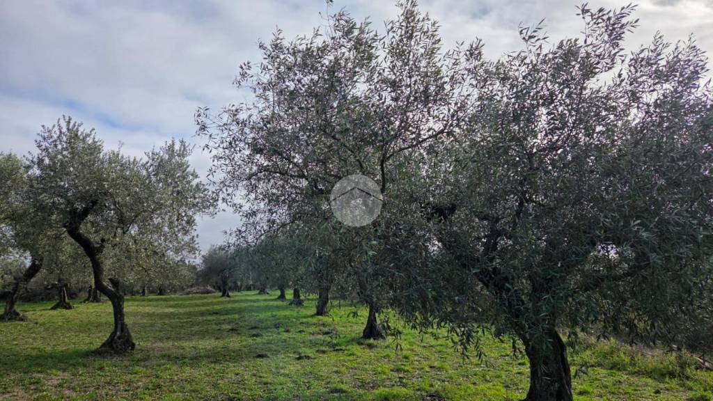 immagine annuncio 9 di 13