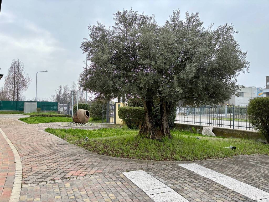 immagine annuncio 6 di 15