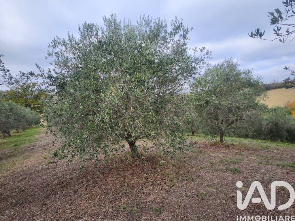 immagine annuncio 2 di 9