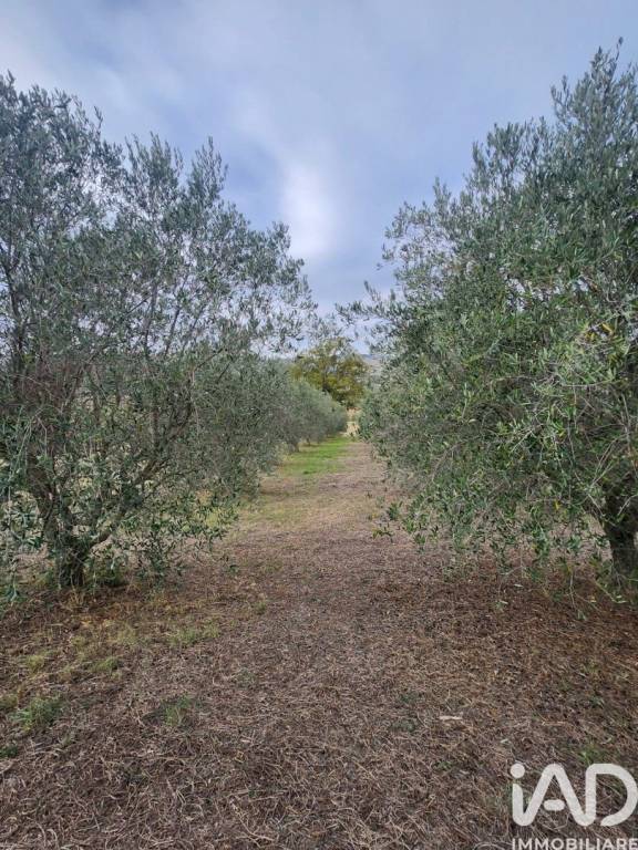 immagine annuncio 4 di 9