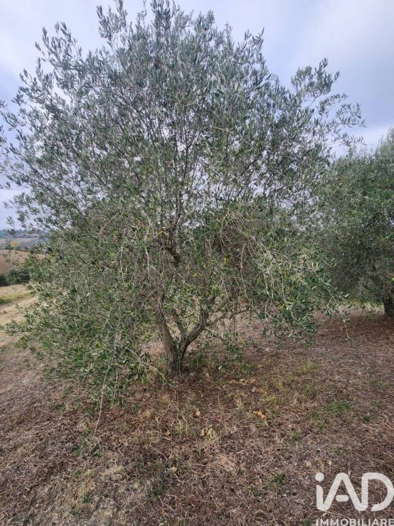 immagine annuncio 5 di 9