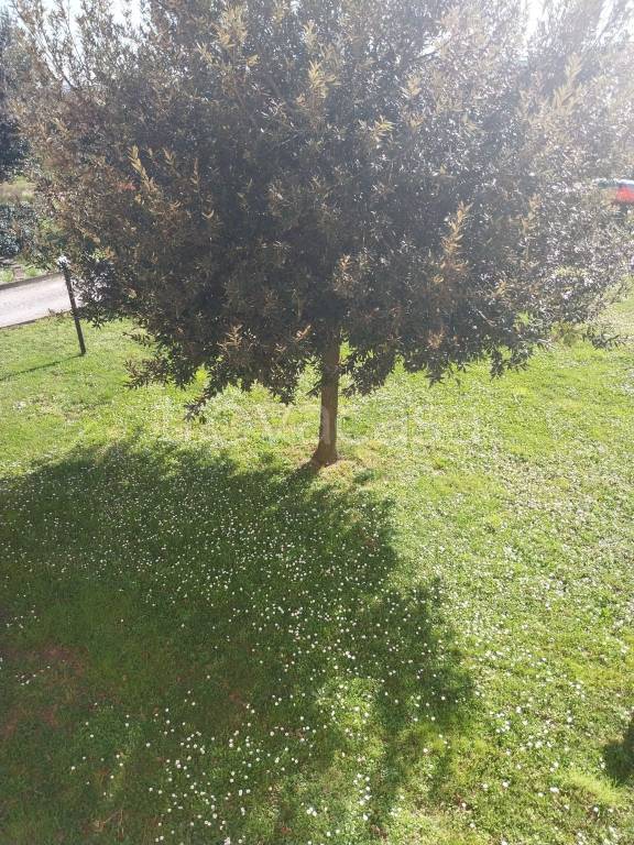 immagine annuncio 3 di 7