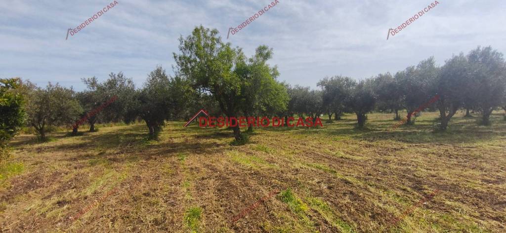 immagine annuncio 6 di 12