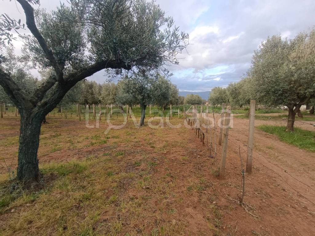 immagine annuncio 3 di 4