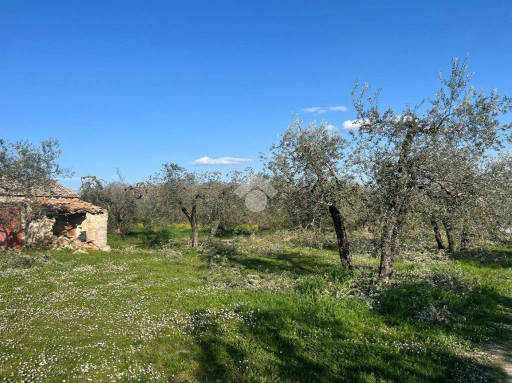 immagine annuncio 2 di 14