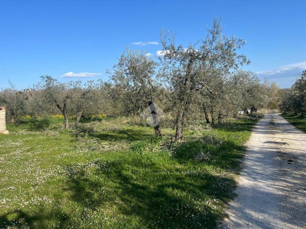 immagine annuncio 3 di 14