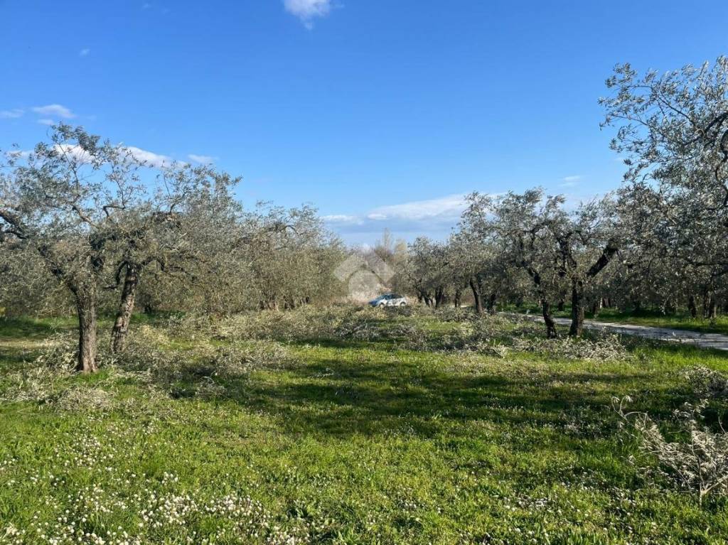 immagine annuncio 6 di 14