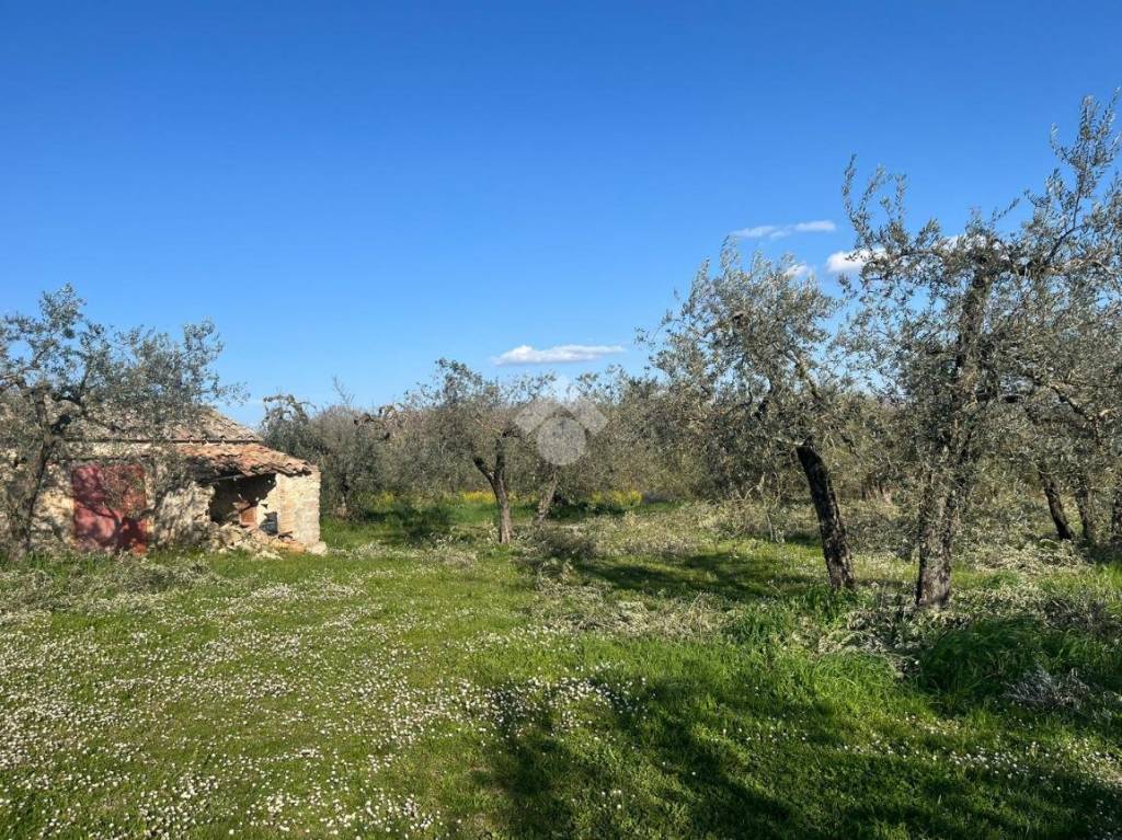 immagine annuncio 7 di 14