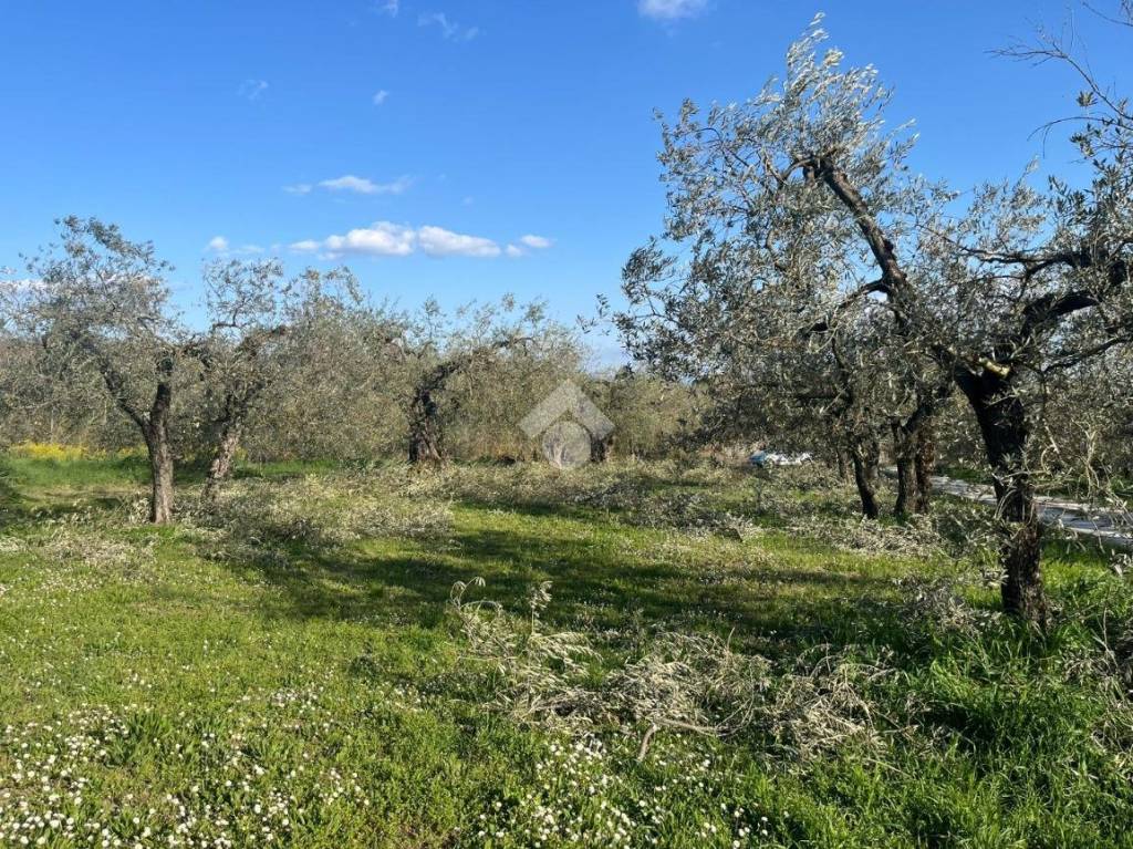 immagine annuncio 8 di 14