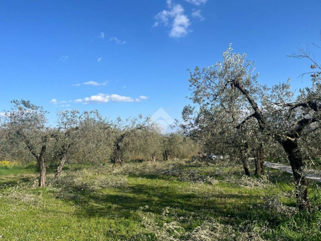 immagine annuncio 12 di 14