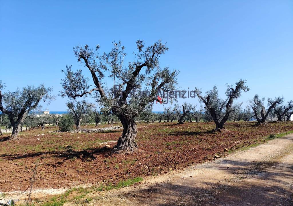 immagine annuncio 9 di 13