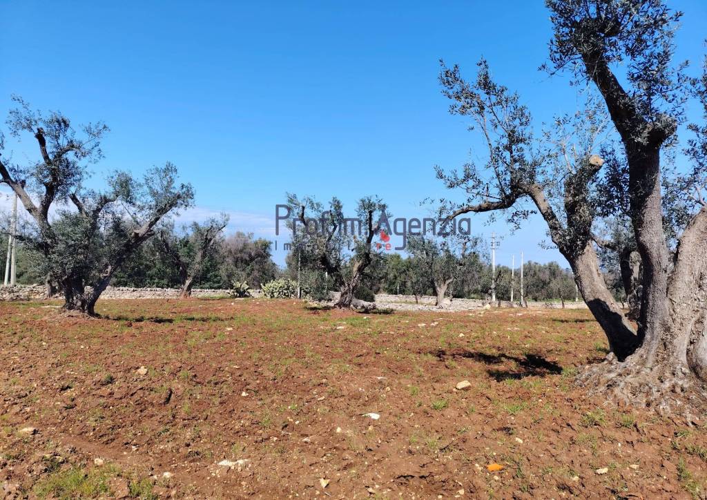 immagine annuncio 12 di 13