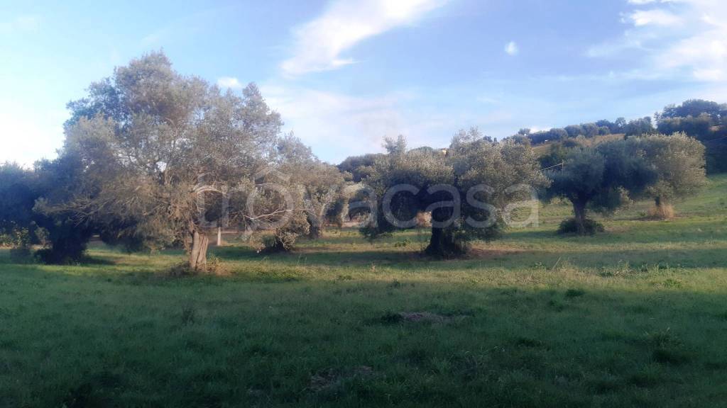 immagine annuncio 5 di 11