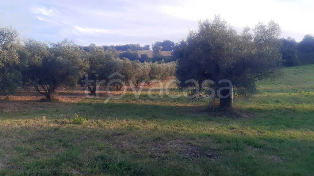 immagine annuncio 9 di 11