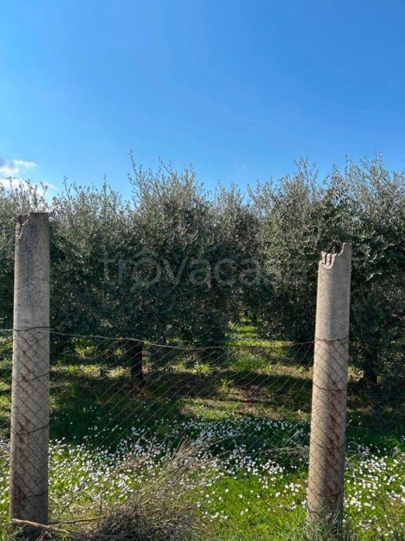 immagine annuncio 1 di 2