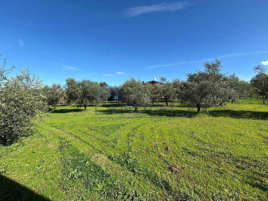 immagine annuncio 4 di 12